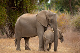Fototapeta Sawanna - Close up image of a mother elephant cuddling her baby with her trunk