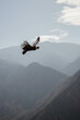 condor gliding in mountain landscape