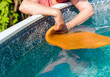 cleaning pvc pool liner