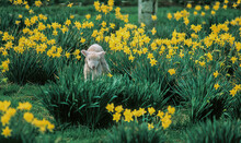A Young Lamb Walking Through A Daffodil Field On A Sheep Ranch Near Salem Oregon