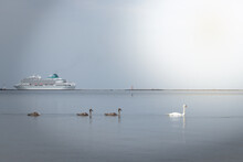 Boats On The River,ferry Leaving To The Sea, Against The Background Of A Family Of Swans, Seascape, Nature Of The Baltic