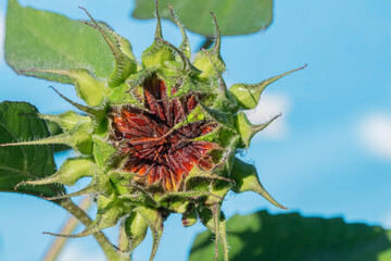 Wall Mural - New burgundy sunflower bloom opening in the early morning sun