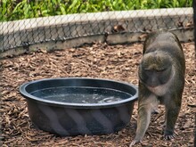 Closeup Of Swamp Monkey Walking Near Bowl Full Of Water At Kansas City Zoo