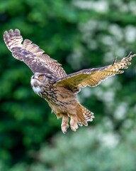 Canvas Print - Beautiful, huge European eagle owl (Bubo bubo) flying low over field with green blurred background