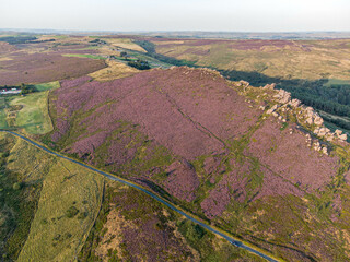 Wall Mural - Blooming heather in Peak District, UK