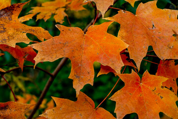 sugar maple tree (acer saccharum) fall orange leaves