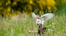 Closeup Shot Of Barn Owl (Tyto Alba)  Flying Low Over Field With Yellow-green Blurred Background