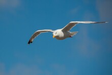 Closeup Of A Seagull Flying With Wide Open Wings In A Blue Sky
