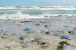 Many dead huge jellyfish washed up on the seashore during a storm. Selective focus on the jellyfish in the center of the frame.