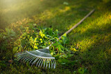 Fototapeta Sport - Garden rake for cleaning the territory. Fan rakes lie on the grass in the park. Clean up the garden.