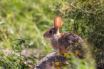 Wall Mural - Desert cottontail rabbit, Sylvilagus audubonii, perched on a rock surrounded by yellow wildflowers and lush vegetation. Wildlife in the Sonoran Desert. Oro Valley, Pima County, Arizona, USA.