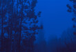 © NL - Blue Forest aesthetic pine trees Film analog