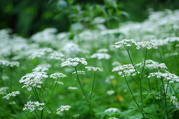 Field close up, Umbrella flower, green nature background.