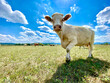 Kuh steht an der Seite, schaut neugierig. Dahinter Weide mit glücklichen  Kühen. freundlichem Gesicht und abstehende Öhren. Hinter ihr Weide mit einigen freistehenden Rinder