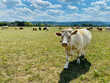 Portrait einer Kuh, mit freundlichem Gesicht und abstehende Öhren. Hinter ihr Weide mit einigen freistehenden Rinder