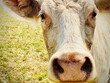 Portrait and detail of a cow's face, close-up