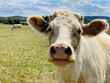 Portrait of a cow, with a friendly face and protruding ears. Behind, her pasture with some free-standing cattle
