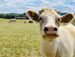 Portrait einer Kuh, mit freundlichem Gesicht und abstehende Öhren. Hinter ihr Weide mit einigen freistehenden Rinder