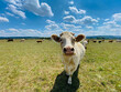 Kuh auf Weide, kommt mir freundlich entgegen und schaut ich interessiert an. Schöner blauer Himmel mit Schäfchenwolken - Heile Welt!
