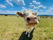 Suße Kuh begrüßt mich interessiert. Kuh, Nase, Ohren, Weide, Herde, Himmel, Quellwolken, 