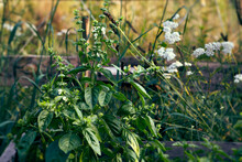 Flowering Basil And Other Herbs In A Small Cottage Garden