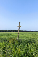 A field with a grain harvest and a wooden religious cross