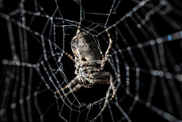 Spider in his web , in the garden