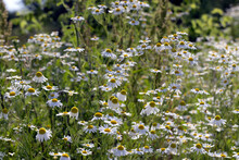 White Daisies In The Summer In The Field