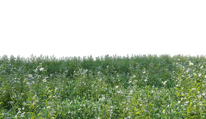 Wall Mural - Meadow on a transparent background
