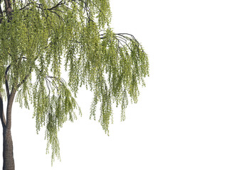 Canvas Print - Foreground twigs on a transparent background
