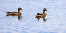 Juvenile Mallard Ducks Swimming In A Pond In Roswell Georgia.