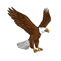 Wall Mural - Bald Eagle Flying Drawing