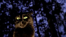 Halloween Cat.Black Cat Close-up In A Dark Gloomy Forest.Magic And Witch. Look Of A Black Cat. Halloween Symbol.Black Cat On Tree Silhouettes Background.4k Footage