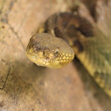Stealth Timber Rattlesnake Rattler Rattle Snake 