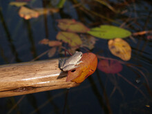 Marbled Reed Frog In Botswana