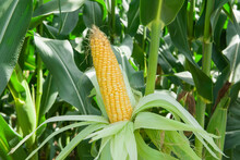 Fresh Ripe Corn Cobs In An Organic Corn Field. Concept Food And Plant