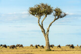 Fototapeta Sawanna - herd of wildebeest standing and eating grass together in savanna grassland at Masai Mara National Reserve Kenya