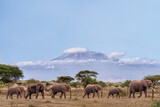 African elephants walking together with background of Kilimanjaro mountain at Amboseli national park Kenya