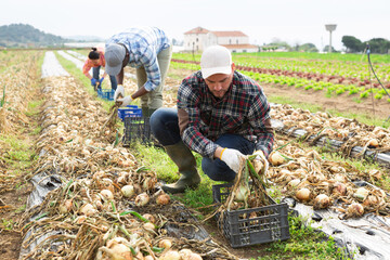 Canvas Print - Man gardener harvesting fresh onion on field with co-workers.