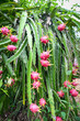 pitahaya plantation dragon fruit in thailand in the summer, dragon fruit on the dragon fruit tree waiting for the harvest in the agriculture farm at asian