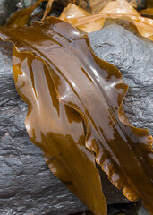 Wall Mural - Fresh wet brown Japanese kombu kelp seaweed on grey rock