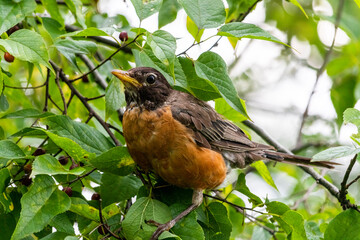 blackbird on a branch