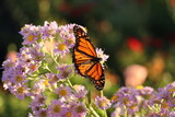 Fototapeta Sawanna - beautiful monarch butterfly on aster flowers