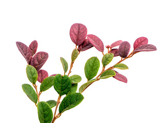 Canvas Print - Close up Chinese fringe leaves, Chinese witch hazel or Loropetalum on white background.