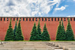 Fir trees against the backdrop of a red brick wall on Red Square in Moscow.