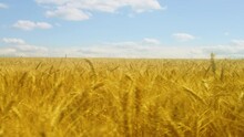 Golden Wheat Field Panorama. 4k Video Footage In Slow Motion