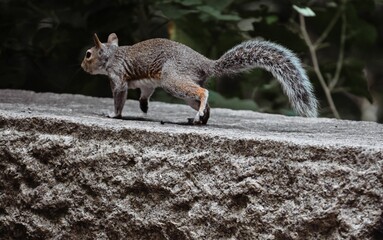 Wall Mural - Squirrel walking on a stone wall