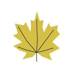Wall Mural - Vector isolated illustration with flat botanical element. Yellow symbol of autumn in Canada - maple leaf. Decorative fall object on white background