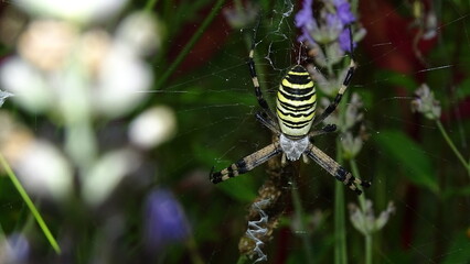 spider on the web