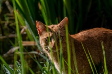 Canvas Print - Closeup of an adorable orange cat standing in the green field